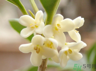 新鮮桂花怎么做干桂花？剛摘的桂花怎么處理成干桂花？