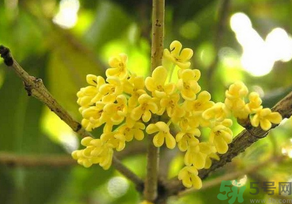 桂花怎么曬干？桂花曬好后可以做什么？