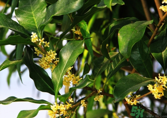 桂花什么時候采摘最好？桂花怎么采摘？