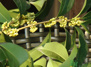 桂花什么時候采摘最好？桂花怎么采摘？