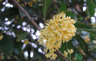 桂花什么時候采摘最好？桂花怎么采摘？