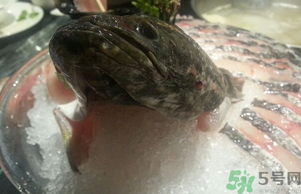 黑魚死了還能吃嗎？死黑魚能吃嗎？