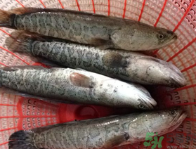 黑魚死了還能吃嗎？死黑魚能吃嗎？