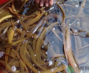 野生黃鱔有寄生蟲嗎？野生黃鱔怎么去寄生蟲？