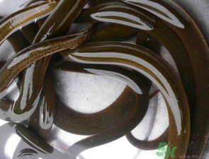 野生黃鱔有寄生蟲嗎？野生黃鱔怎么去寄生蟲？