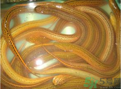 黃鱔泡酒喝能戒酒嗎？活黃鱔泡酒能戒酒嗎？