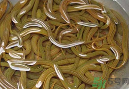 黃鱔泡酒喝能戒酒嗎？活黃鱔泡酒能戒酒嗎？