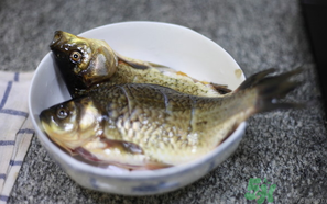 鯽魚死了還能吃嗎？死鯽魚能吃嗎？