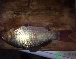 鯽魚死了還能吃嗎？死鯽魚能吃嗎？