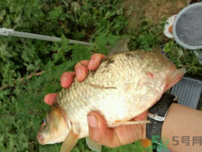 鯽魚死了多久不能吃？剛死的鯽魚能吃嗎？