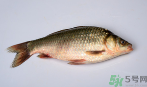 鯽魚死了多久不能吃？剛死的鯽魚能吃嗎？