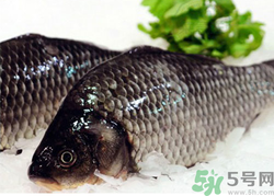 鯽魚(yú)死了一夜能吃嗎？鯽魚(yú)死了一天能吃嗎？