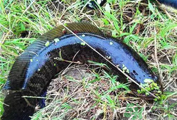 黑魚怎么釣？釣黑魚技巧