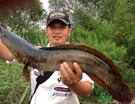 釣黑魚用什么餌？釣黑魚用什么餌最好？