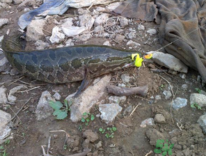 釣黑魚用什么餌？釣黑魚用什么餌最好？