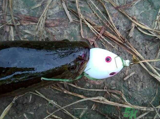 釣黑魚用什么餌？釣黑魚用什么餌最好？