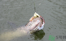 路亞釣黑魚用什么假餌？路亞釣黑魚用什么餌？