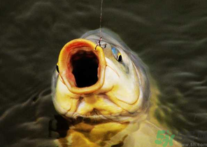 夜釣鯉魚用什么餌料？秋天夜釣鯉魚用什么餌料？