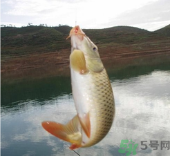 夜釣鯉魚用什么餌料？秋天夜釣鯉魚用什么餌料？