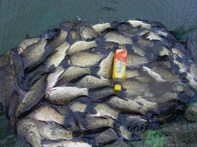 秋天夜釣鯽魚(yú)用什么餌料？秋天夜釣鯽魚(yú)餌料配方