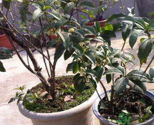 桂花可以做什么？新鮮桂花可以做什么？