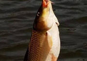 夜釣鯉魚用什么餌料？秋天夜釣鯉魚用什么餌料？