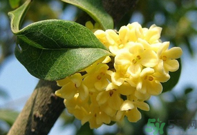 桂花一年開幾次花？桂花是幾月份開花？