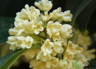 桂花是秋天開(kāi)的嗎？秋天開(kāi)的花有哪些？