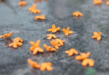 桂花是秋天開(kāi)的嗎？秋天開(kāi)的花有哪些？