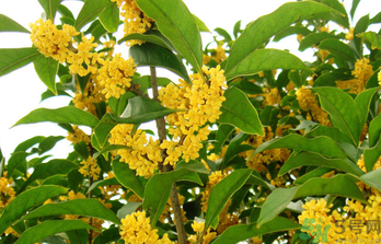 桂花是秋天開(kāi)的嗎？秋天開(kāi)的花有哪些？