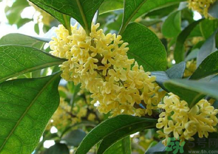 桂花是什么顏色？桂花有幾種顏色？