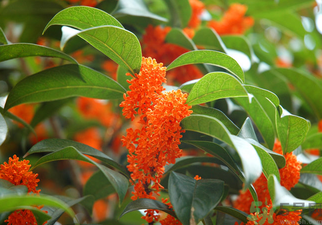 桂花是什么顏色？桂花有幾種顏色？