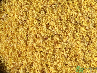 桂花可以做枕頭嗎？桂花做枕頭有什么功效？