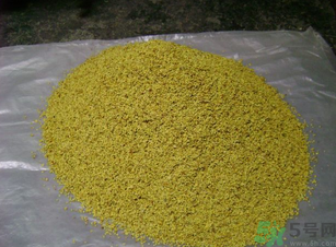 桂花可以做枕頭嗎？桂花做枕頭有什么功效？