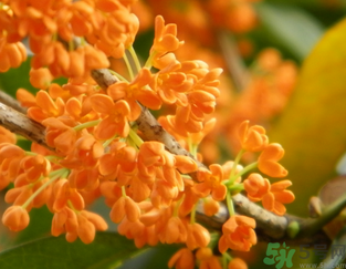 桂花可以做面膜嗎？?桂花面膜制作方法