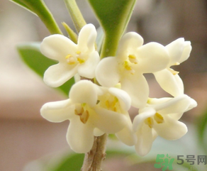 桂花怎么做香水？新鮮桂花怎么做香水？