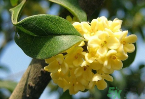 桂花不開花是什么原因？桂花不開花怎么辦？