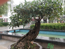 桂花可以放在臥室嗎？桂花放在臥室好嗎？