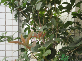 桂花可以放在臥室嗎？桂花放在臥室好嗎？