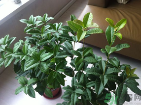 桂花可以放在臥室嗎？桂花放在臥室好嗎？