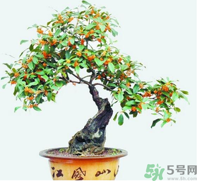 桂花樹可以種在室內(nèi)嗎？桂花樹適合在室內(nèi)嗎？