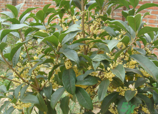 桂花樹可以種在室內(nèi)嗎？桂花樹適合在室內(nèi)嗎？