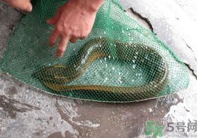 野生黃鱔和養(yǎng)殖黃鱔的區(qū)別？黃鱔野生怎么區(qū)分？