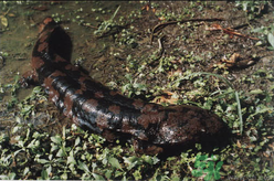 野生娃娃魚多少錢一斤？野生娃娃魚多少錢一條？