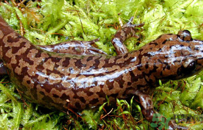 野生娃娃魚多少錢一斤？野生娃娃魚多少錢一條？