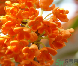 桂花和茶葉能一起泡嗎？桂花能和茶葉一起泡嗎？