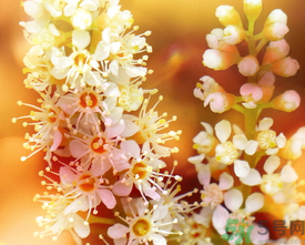 桂花和茶葉能一起泡嗎？桂花能和茶葉一起泡嗎？