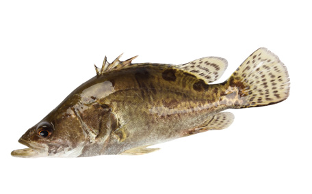 怎樣吃魚最有營養(yǎng)？喝魚湯會致高脂血癥嗎？