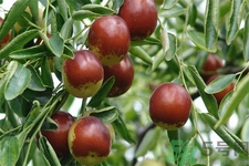 冬棗能泡茶喝嗎？泡茶喝用干冬棗好還是新鮮冬棗好？