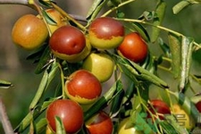 冬棗能泡茶喝嗎？泡茶喝用干冬棗好還是新鮮冬棗好？